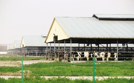 11月18日，陕西省眉县青化镇，现代牧业宝鸡牧场养殖场内有不少奶牛。 本报记者 徐楚云 摄