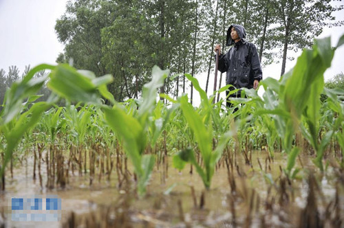 山东省滨州经济开发区农民赵建泽站在自家积水严重的玉米田里。