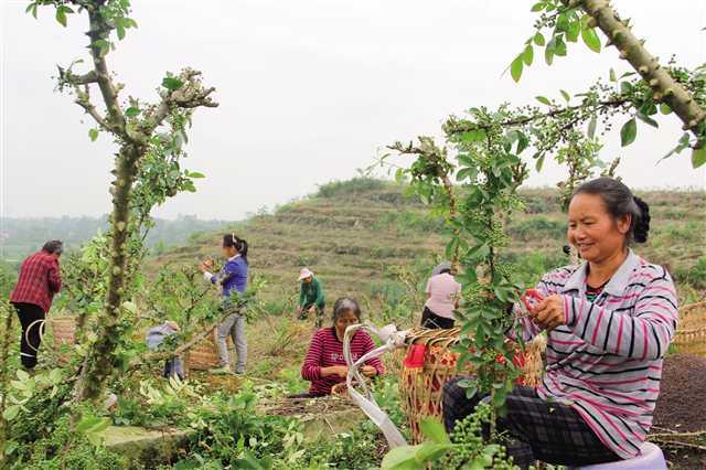 垫江乡村振兴实现良好开局 农业增加值增长5.2%