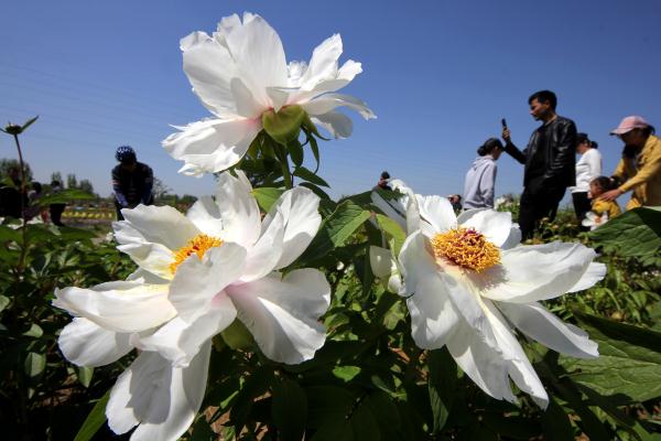 山东枣庄：“花经济”助力乡村振兴