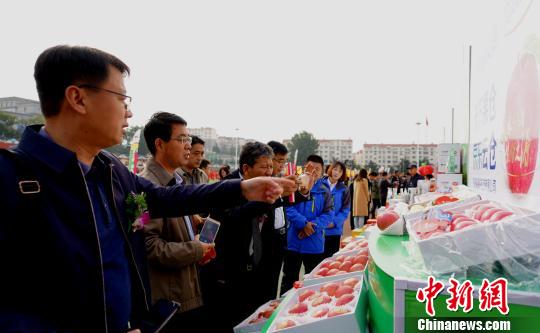 山东栖霞是中国苹果栽培种植的初始地、烟台苹果的主产区，被誉为“苹果托举的城市”。　钟欣 摄