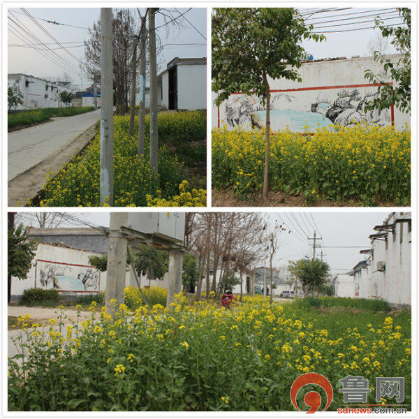 巨野县独山镇油菜花开遍大街小巷靓了村庄乐了百姓