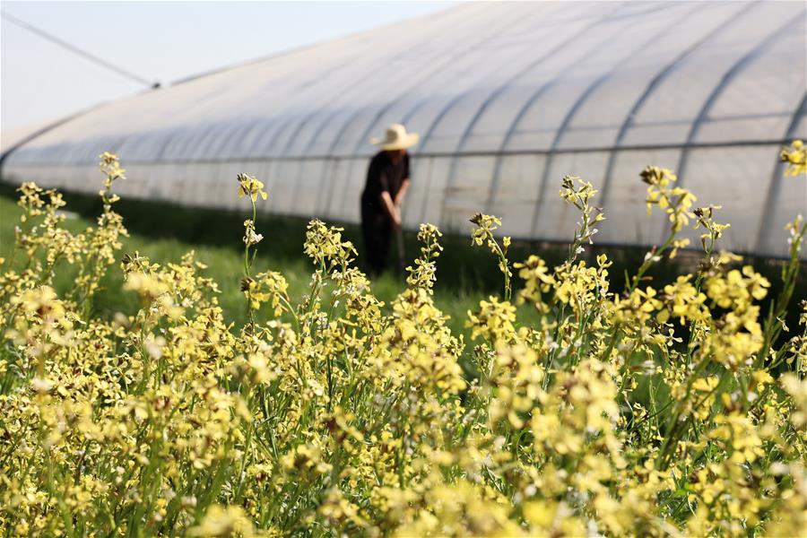 #（新华视界）（11）立夏将至农事忙