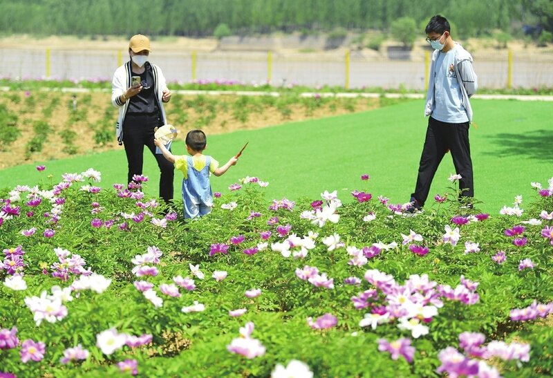 芍药花海点缀黄河堤岸