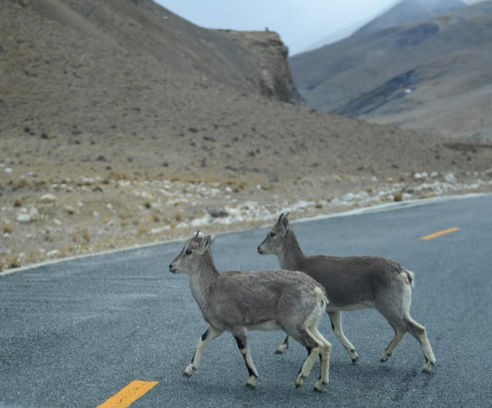 珠峰大本营:同一片蓝天下的“精灵”