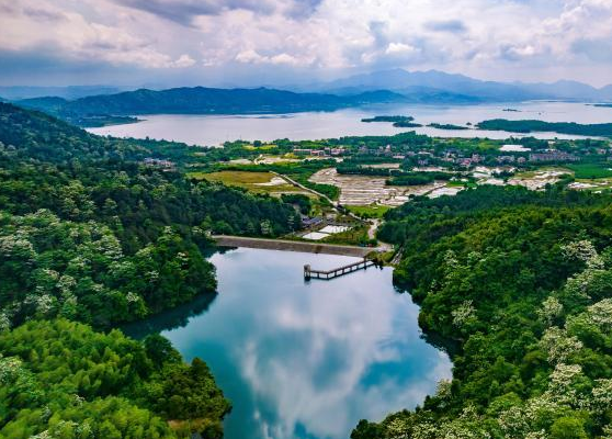 航拍江西新余夏花如雪“飘”山林