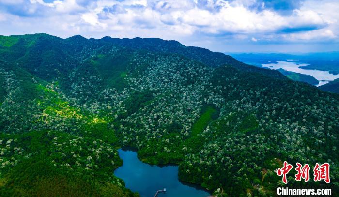 一簇簇雪白的花朵布满山林枝头，远眺宛如薄雪覆盖。　赵春亮 摄