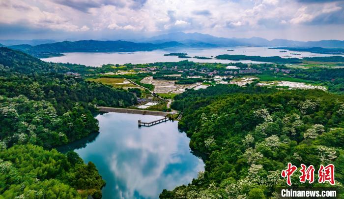 山林之中，漫山遍野的白色泡桐花成了初夏一道靓丽风景。　赵春亮 摄