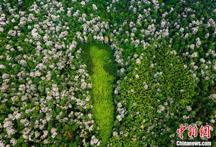 油桐花海随山势绵延起伏，一簇簇雪白的花朵布满山林枝头。　赵春亮 摄