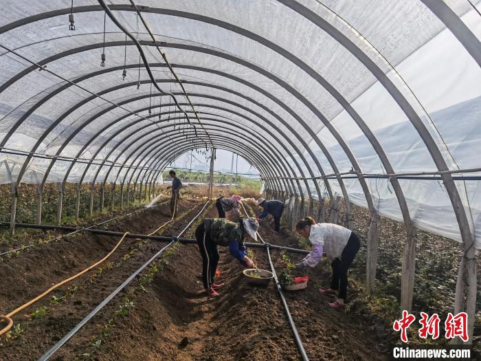 图为花农正在种植鲜花种苗。　开远市融媒体中心供图