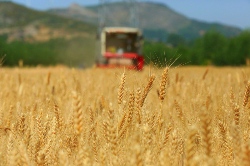 5月25日,台儿庄区张山子镇,收割机正在麦田中来回穿梭。 5月25日,台儿庄区张山子镇,收割机正在麦田中来回穿梭。