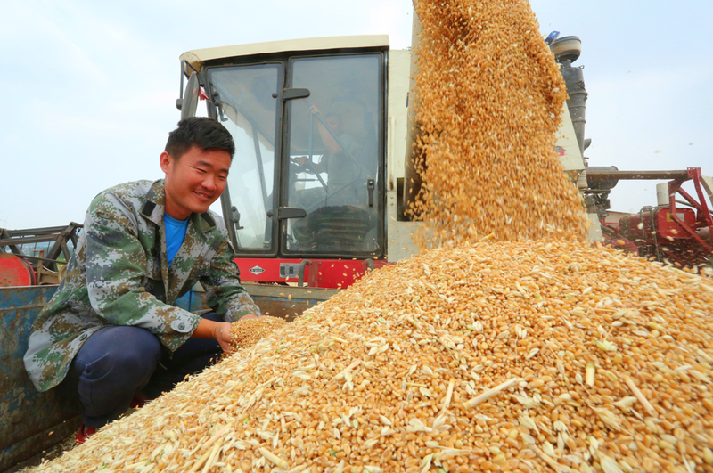 5月25日,台儿庄区张山子镇,种粮大户正在忙着收获小麦。 5月25日,台儿庄区张山子镇,种粮大户正在忙着收获小麦。
