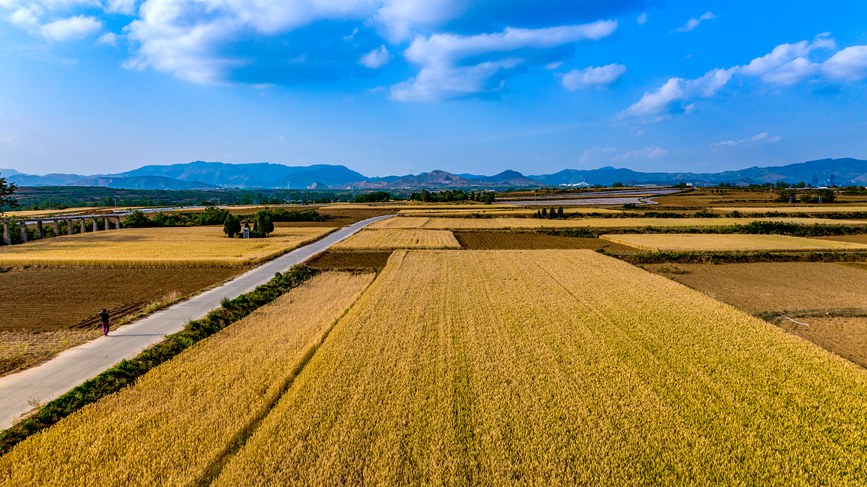 风吹麦浪遍地金中原大地迎丰收