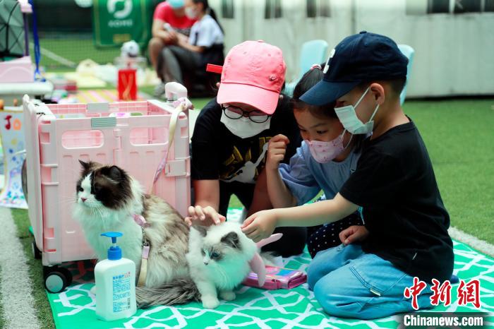 孩子们在“集市”上撸猫。　汤彦俊 摄