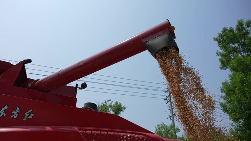 6月9日,在禾丰种业生态无人农场,满仓后的无人驾驶收割机正在卸货。 6月9日,在禾丰种业生态无人农场,满仓后的无人驾驶收割机正在卸货。