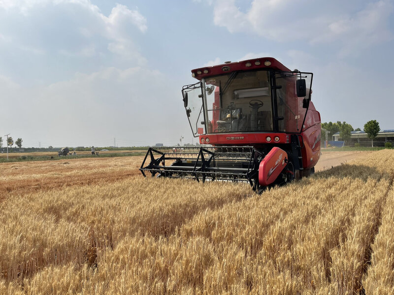 6月9日,在禾丰种业生态无人农场,无人驾驶收割机正在进行收割脱粒作业。 6月9日,在禾丰种业生态无人农场,无人驾驶收割机正在进行收割脱粒作业。
