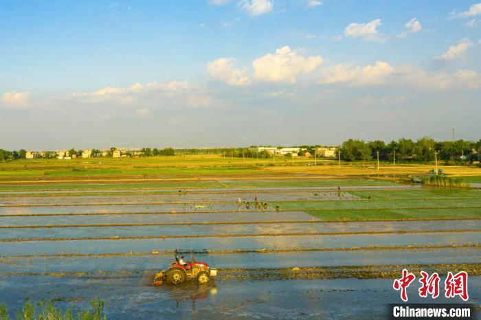 【大国“粮”策】“皖北粮仓”安徽五河夏种插秧忙