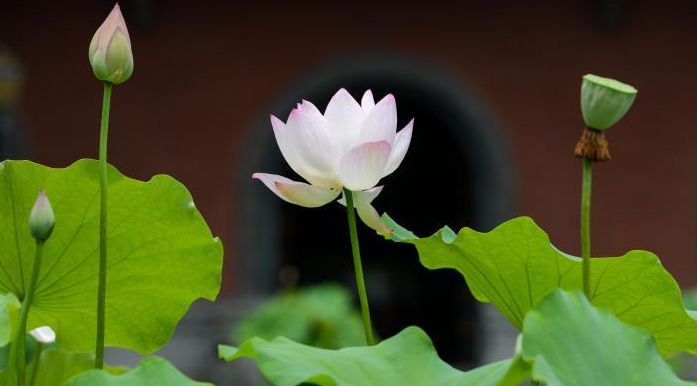 重庆华岩寺莲花盛开 古寺夏荷相映成趣