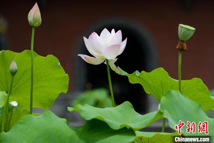 仲夏时节，华岩寺景区的缸栽荷花盛开。　何蓬磊 摄