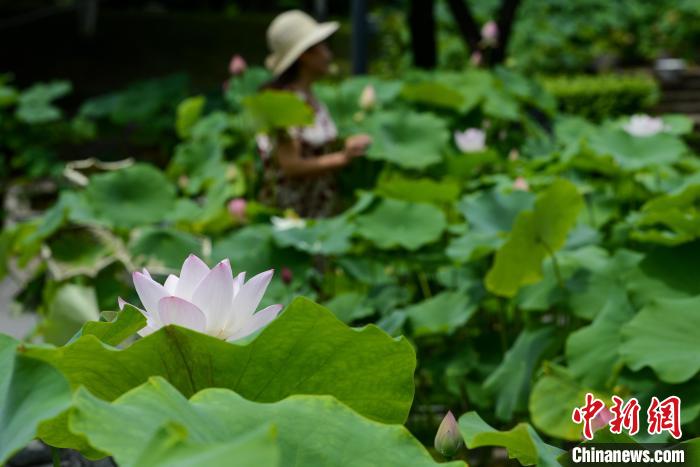 游客在华岩寺景区的缸栽荷花间留影拍照。　何蓬磊 摄