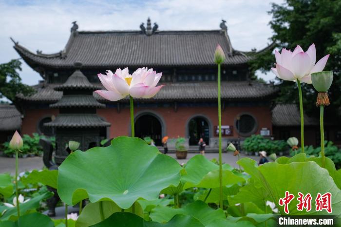 仲夏时节，华岩寺景区的缸栽荷花盛开。　何蓬磊 摄
