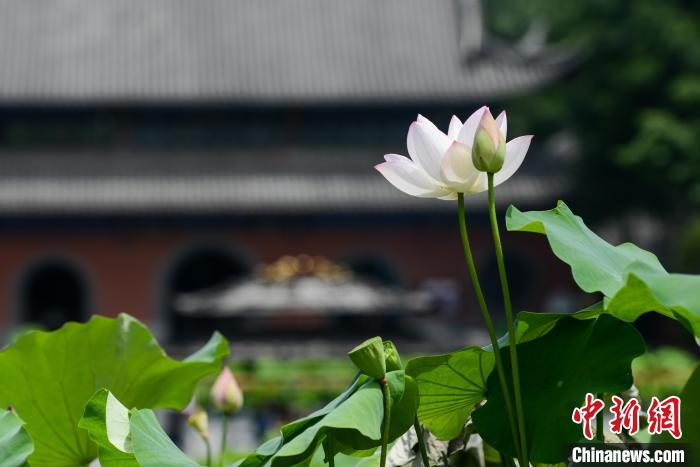 重庆华岩寺莲花盛开古寺夏荷相映成趣