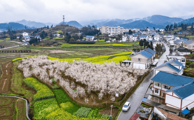 “‘荒茅田’如今变成了真正的‘花茂村’”