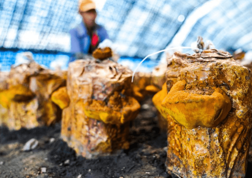 吉林延边:桑黄产业助力乡村振兴