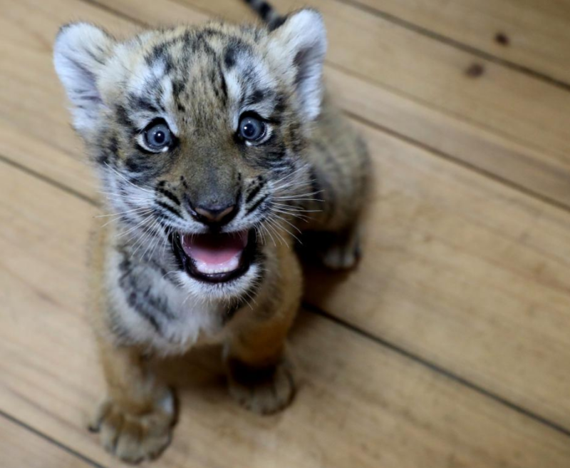 江苏苏州:小华南虎迎来“双满月”