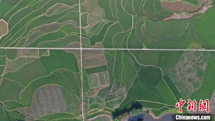 大地织锦，良田美如画。　郑云霞 摄