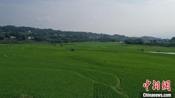 鸟瞰万亩梯田。　张贵元 摄