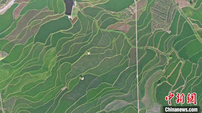 鸟瞰万亩梯田。　张贵元 摄
