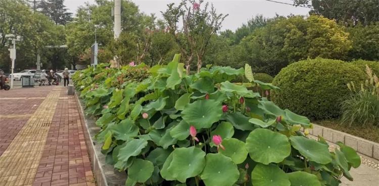 零距离接触!济宁市民在街头即可赏荷花啦