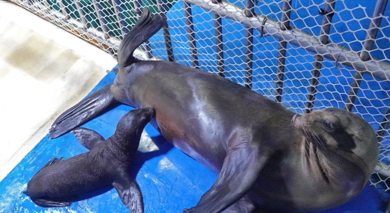 山东烟台:新生小海狮首次亮相