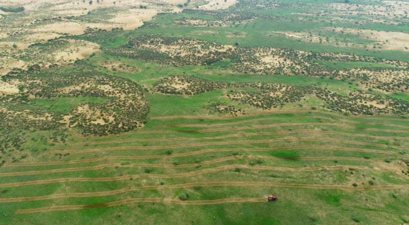 沙海添绿 扮美生态