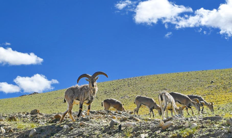 西藏阿里:高原夏日生机盎然