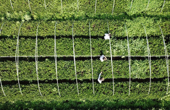 泰山山区采夏茶