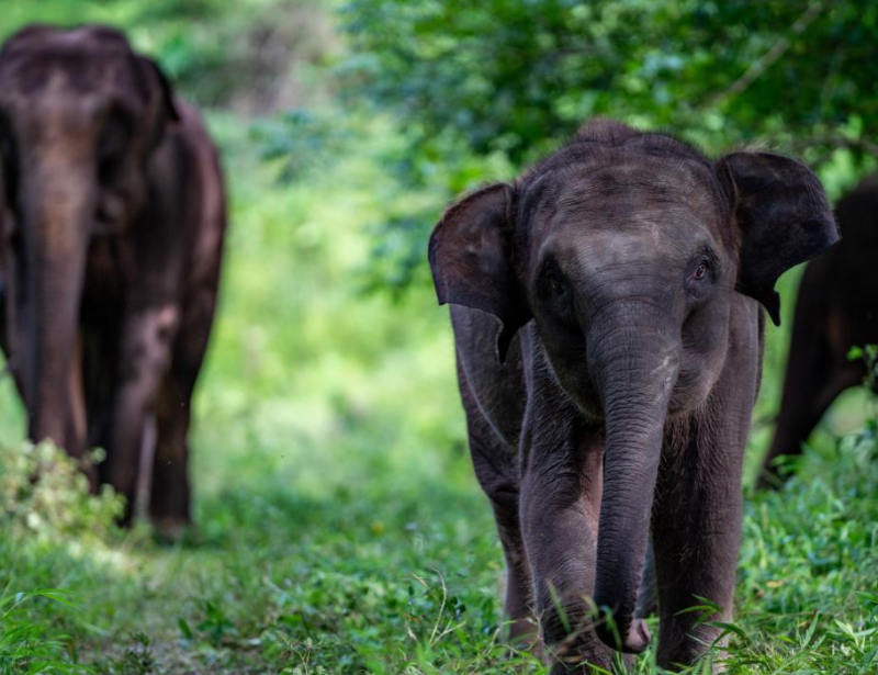 云南上线“大象频道”