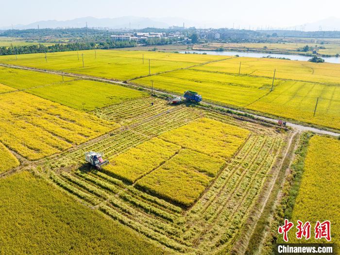 秋染田野遍地金黄航拍“赣中粮仓”壮美丰收图景