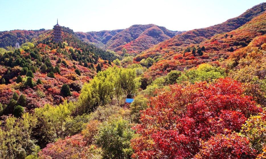 秋染红叶 五彩斑斓 济南红叶谷风景正好