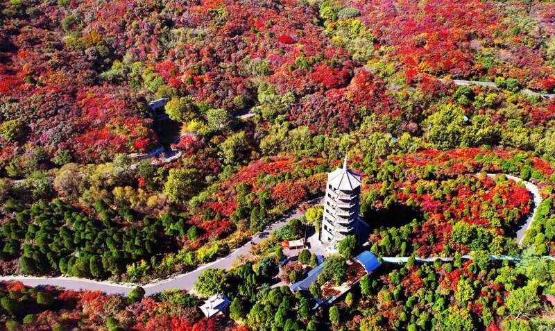 秋染红叶 五彩斑斓 济南红叶谷风景正好