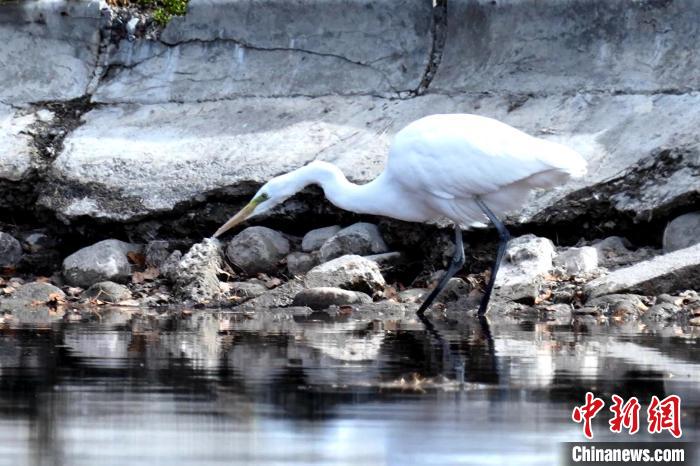 图为在人工湖内觅食。　包雷 摄