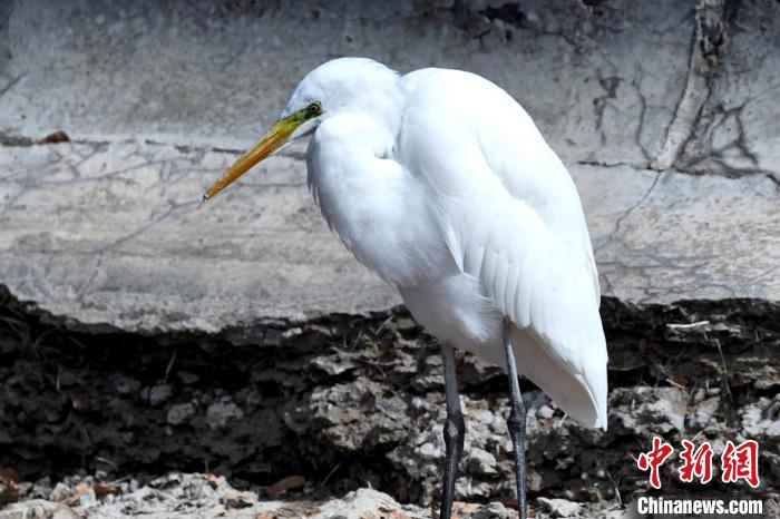 图为中白鹭在人工湖边休息。　包雷 摄