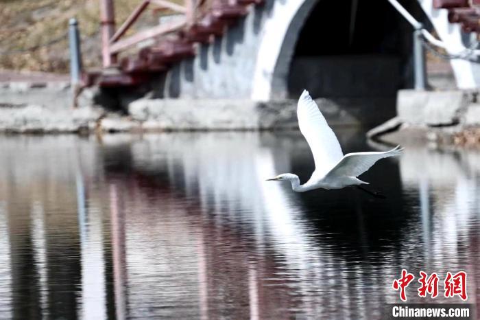 世界低危物种中白鹭现身青海祁连县城
