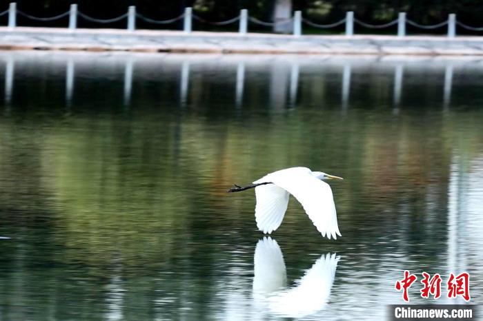 图为中白鹭在人工湖飞翔。　包雷 摄