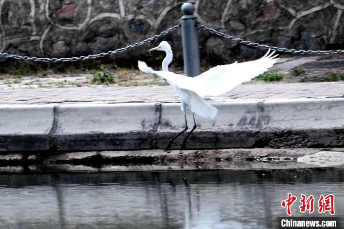 图为中白鹭降落在人工湖边。　包雷 摄