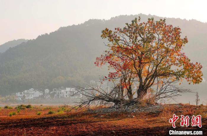 在安徽省黟县宏村镇拍摄的色彩斑斓的田园秋色。 施亚磊 摄 在安徽省黟县宏村镇拍摄的色彩斑斓的田园秋色。 施亚磊 摄