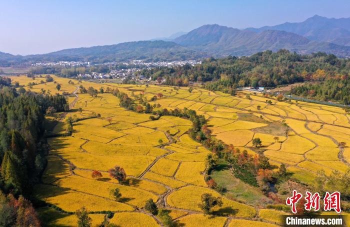 10月23日,在安徽省黟县宏村镇拍摄的色彩斑斓的田园秋色。(无人机照片) 施亚磊 摄 10月23日,在安徽省黟县宏村镇拍摄的色彩斑斓的田园秋色。(无人机照片) 施亚磊 摄