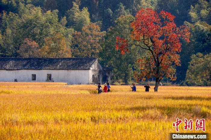 在安徽省黟县宏村镇拍摄的色彩斑斓的田园秋色。 施亚磊 摄 在安徽省黟县宏村镇拍摄的色彩斑斓的田园秋色。 施亚磊 摄