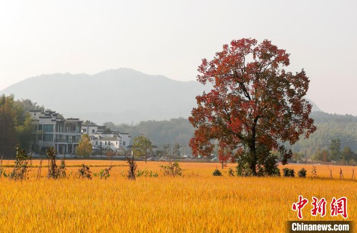 在安徽省黟县宏村镇拍摄的色彩斑斓的田园秋色。 施亚磊 摄 在安徽省黟县宏村镇拍摄的色彩斑斓的田园秋色。 施亚磊 摄